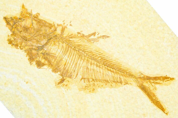 Bargain, Fossil Fish (Diplomystus) - Wyoming #360734